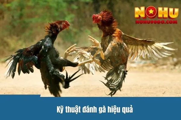 Trực Tiếp Đá Gà Thomo - Kỹ Thuật Đánh Và Chiến Lược Hiệu Quả 2 Kỹ thuật đánh gà hiệu quả